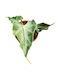 Alocasia Loco