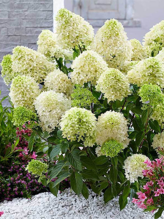 Hydrangea 'skyfall' 3lt Hydrangea 'skyfall' 3lt