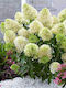 Hydrangea 'skyfall' 3lt
