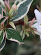 Abelia Chinensis 'variegata' 3lt