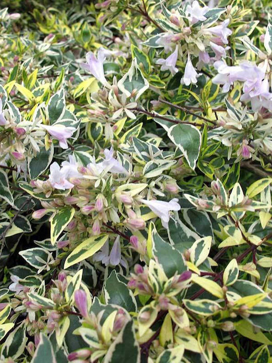 Abelia 'hopleys' 3lt Abelia 'hopleys' 3lt