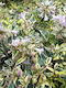 Abelia 'hopleys' 3lt