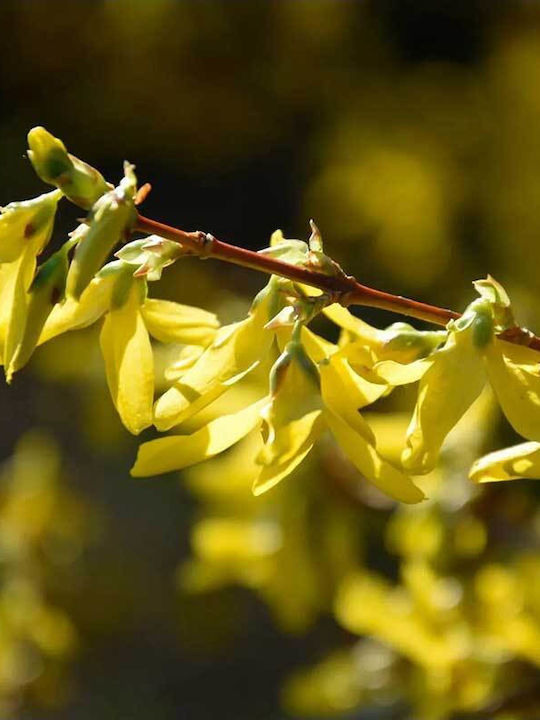 Forsythia Maree D’ 3lt Forsythia Maree D’ 3lt