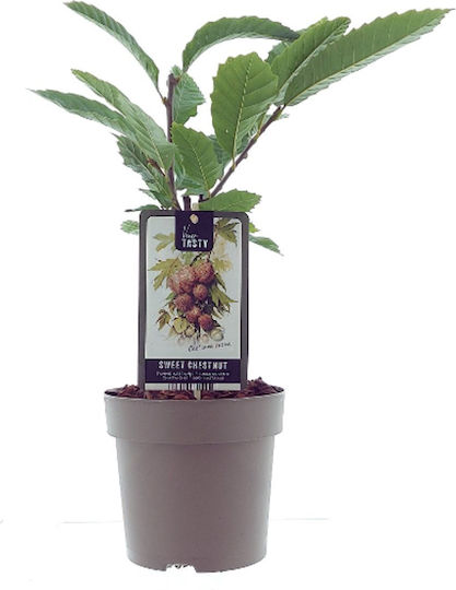 Castan European – Castanea Sativa Castan European – Castanea Sativa
