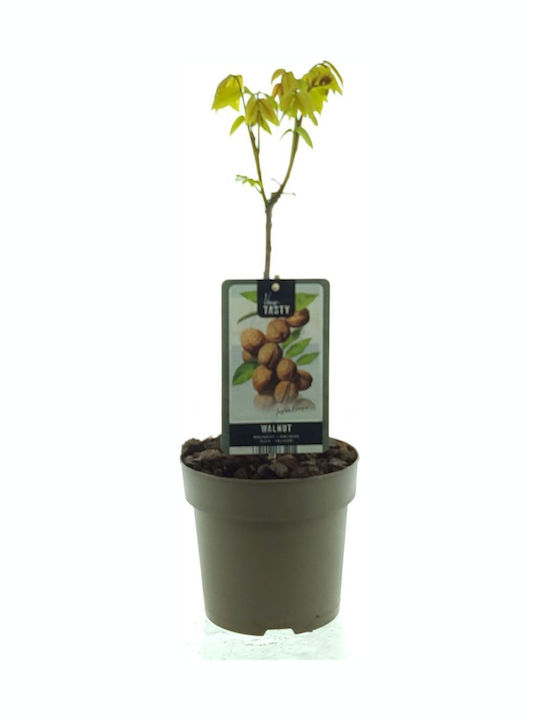 Καρυδιά “juglans Regia” Καρυδιά “juglans Regia”