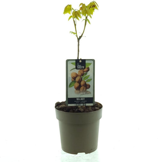 Орехи “Juglans Regia” Орехи “Juglans Regia”