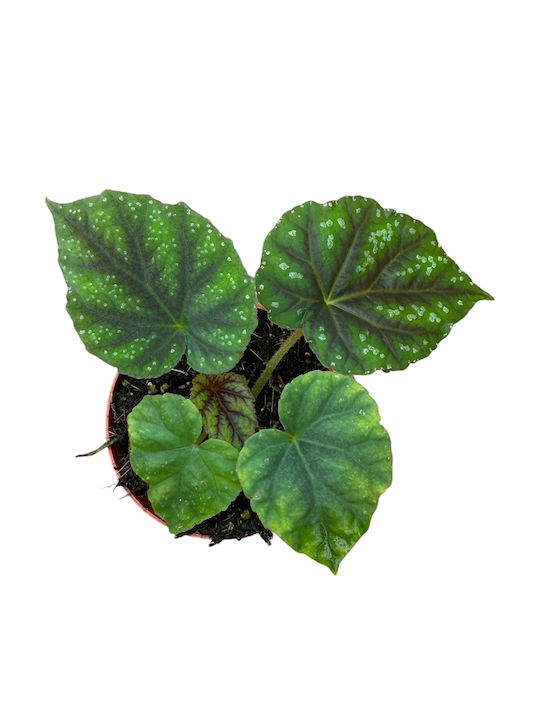 Βιγόνια Begonia Pseudoedulis Shiwanshan Βιγόνια Begonia Pseudoedulis Shiwanshan