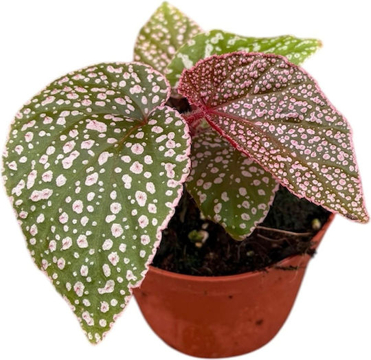 Begonia Morris