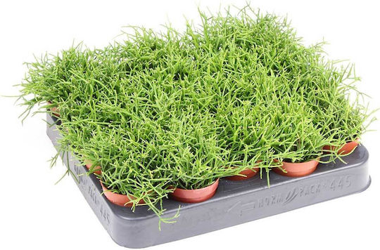 Rhipsalis Cassutha 5,5cm