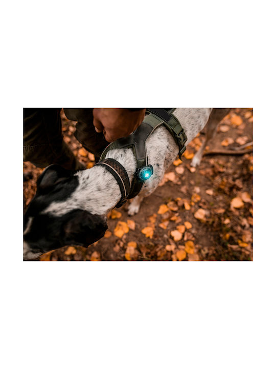 Orbiloc Hundehalsband Beleuchtetes Türkises Licht Orbiloc Hundehalsband Beleuchtetes Türkises Licht