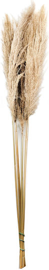 Natürliches Pampasgras 120cm Blumenstrauß 5 Stück