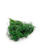 Dried Broom Bloom Gorse Green