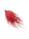 Lepidium Lepidium Sativum Red
