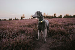 Фенерче Orbiloc Dog Dual Златисто