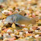 Corydoras Aeneus Grünes 2,8 Cm
