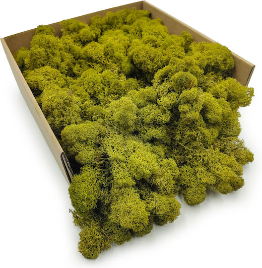 Mușchi de Ren Curățat Finlandez Verde Lămâie 500g Net