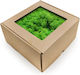 Reindeer Moss Lichen Norway Grass Green 500g Net Weight