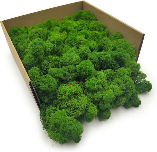 Moss Reindeer Lichen Finnish Cleaned Forest Green 500g Net