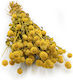 Dried Globe Amaranth Globe Everlasting Yellow