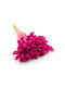 Dried Phalaris Canary Canary Grass Fuchsia