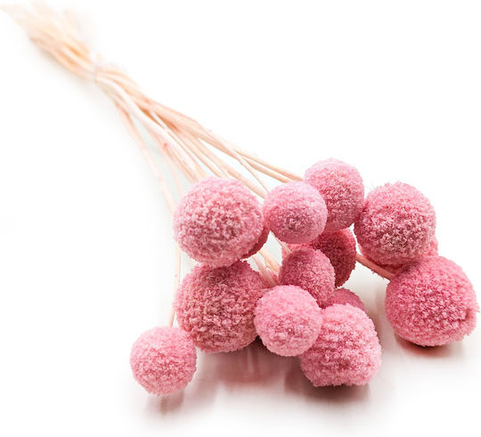 Dried Craspedia Craspedia Extra Pink Bouquet 15 Pcs