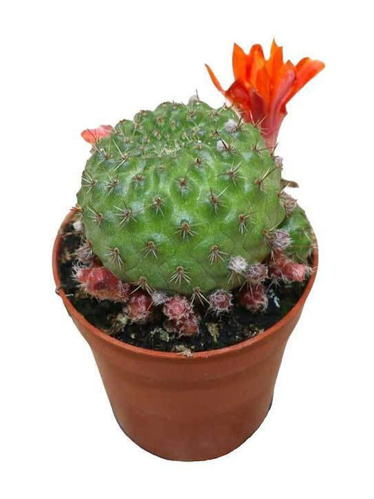 Rebutia Albiareolata 5.5cm Rebutia Albiareolata 5.5cm
