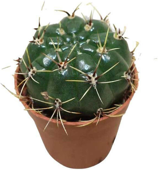 Gymnocalycium Multiflorum 5.5cm