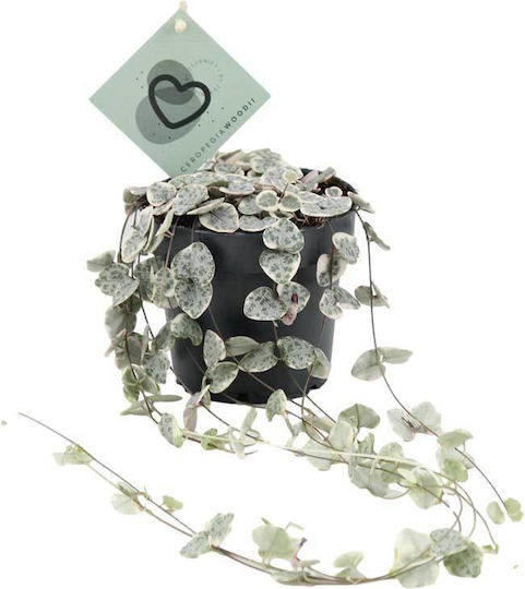 Ceropegia Woodii Variegata 12cm