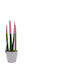 Sansevieria Zylindrisch Rosa
