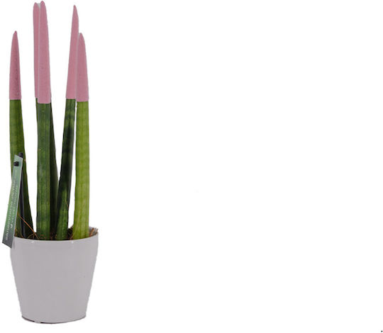 Sansevieria Cylindrică Roz