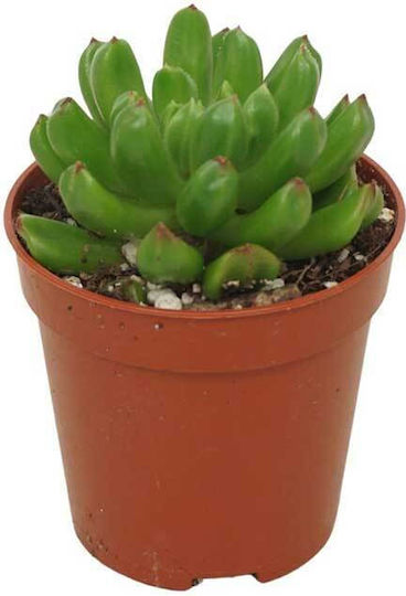 Echeveria 'red Lantern' 5.5cm