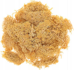 Decorative Reindeer Moss Ochre Orange 30g