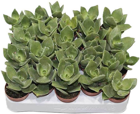 Crassula Lactea 5.5cm
