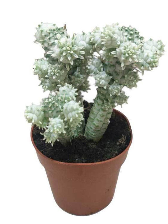 Euphorbia Mam F Variegata 8.5cm