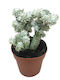Euphorbia Mam F Variegata 8.5cm