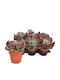 Echeveria 'dark Topsy' 14cm