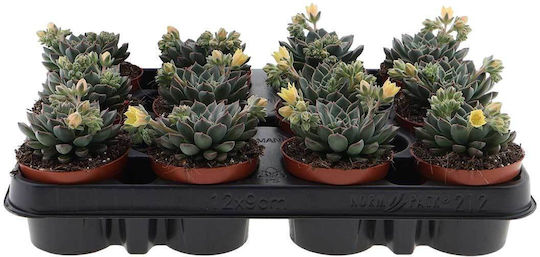Graptopetalum 'Vega' 8,5cm Graptopetalum 'Vega' 8,5cm