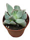 Machairophyllum Brevifolium 5.5cm