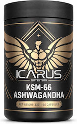 Icarus Nutrition KSM-66 Ashwagandha 60 Kapseln
