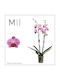 Phalaenopsis Mf Cleverland 2 Stems