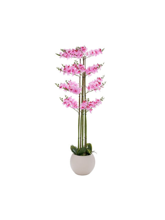 Ορχιδέα Phalaenopsis 92663 Κεραμικό Κασπώ 160cm...