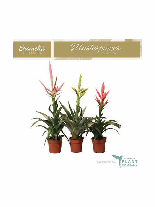 Βριέζια Bromelia Pinky Βριέζια Bromelia Pinky