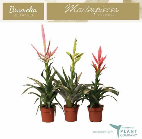 Βριέζια Bromelia Pinky