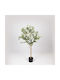 Outdoor Olive Tree