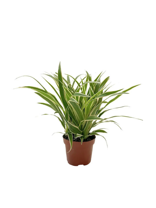 Χλωρόφυτο Chlorophytum Com Vittatum