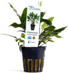 Aquaflora Cryptocoryne Wendtii Plantă Verde În Ghiveci