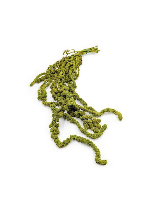 Stabilized Spherical Amaranth Amaranth Light Green