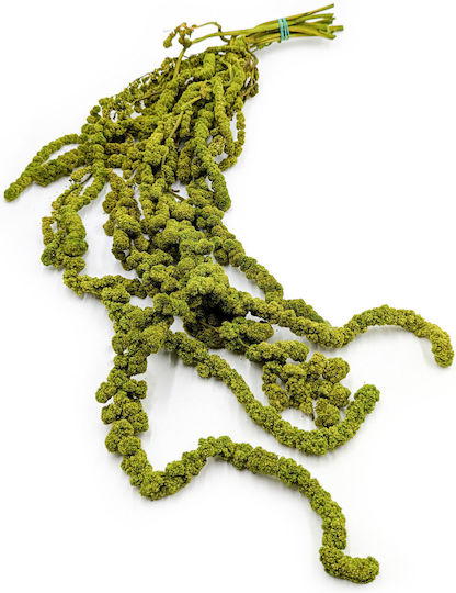 Stabilized Spherical Amaranth Amaranth Light Green