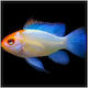 Elektrischer Blauer Goldener Ramirezi 3,5cm