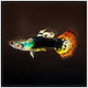 Guppy Mascul Tuxedo Dragon Head 3.5 Cm